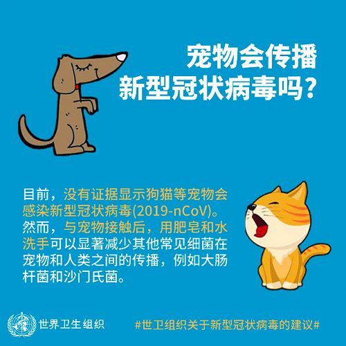 香港一只宠物狗被检出新冠弱阳性，不代表宠物可以传播病毒