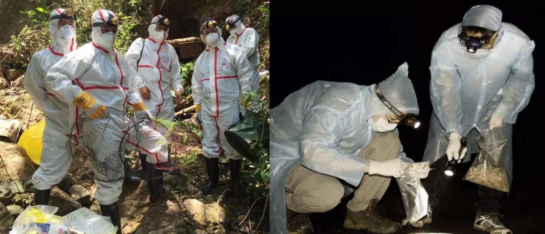 野生动物病毒，为何走向人类社会？