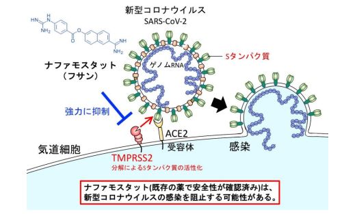 最新！东京大学：萘莫司他在浓度低至1-10 nM时能明显阻止新冠肺炎病毒侵入人体​