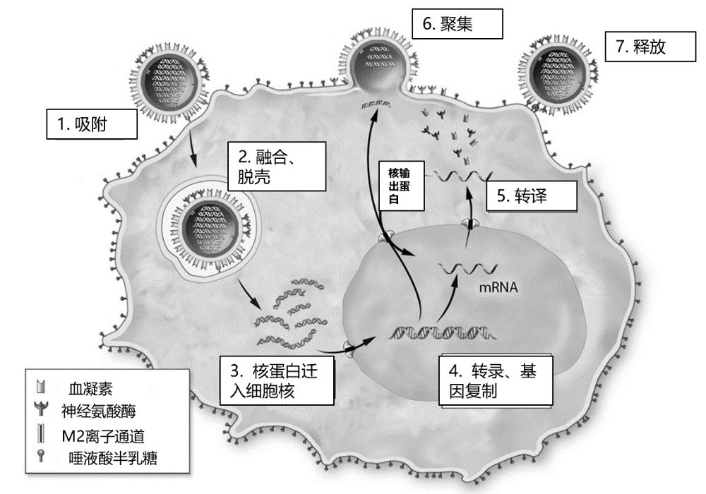 燕窝抗流感,还有这种「神」操作? 燕窝抗流感,还有这种「神」操作?
