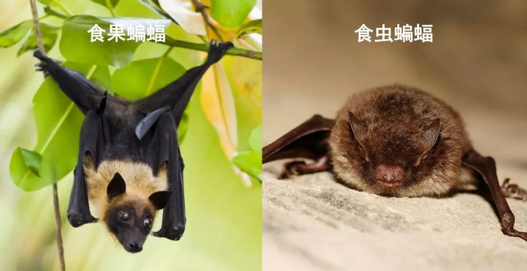 野生动物病毒，为何走向人类社会？