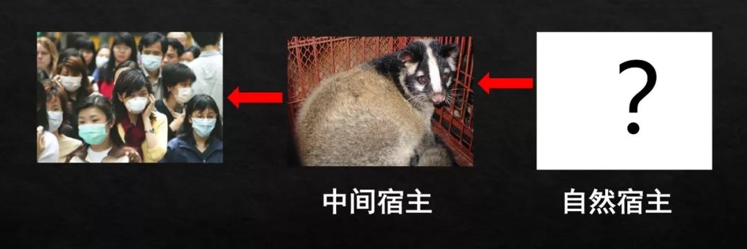 野生动物病毒，为何走向人类社会？