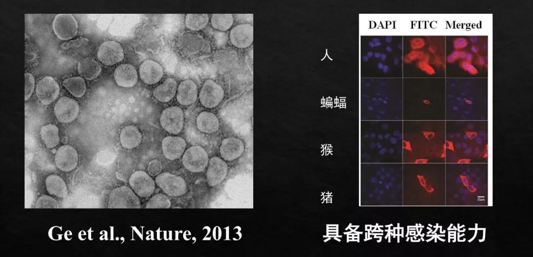 野生动物病毒，为何走向人类社会？