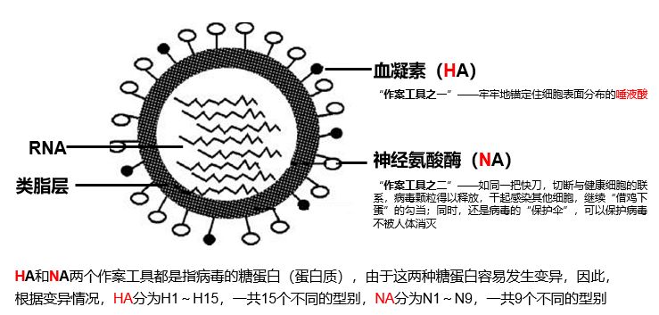 燕窝抗流感,还有这种「神」操作? 燕窝抗流感,还有这种「神」操作?