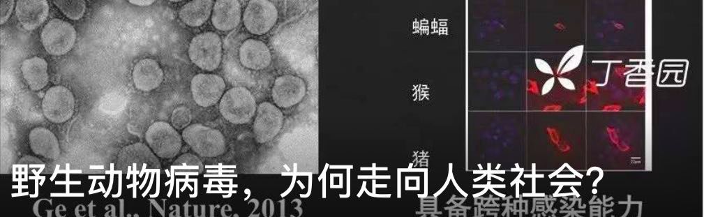 恶魔的起源 | 世界穿山甲日