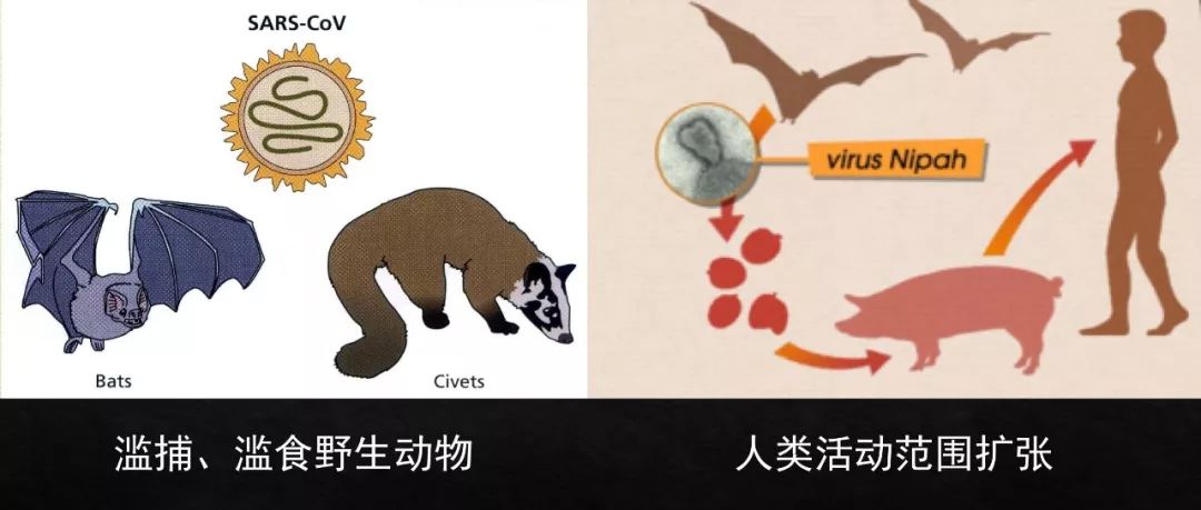 野生动物病毒，为何走向人类社会？