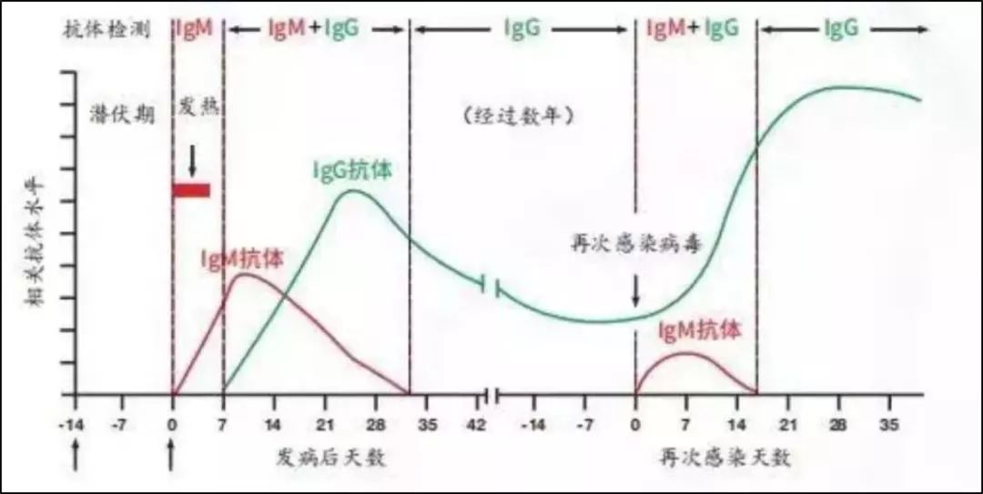 广东 14% 出院患者核酸「复阳」：是否需要重新考虑新冠出院标准？