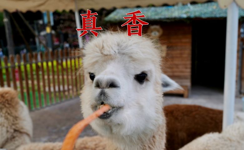 有些辣火锅，吃着吃着就……痴呆了？