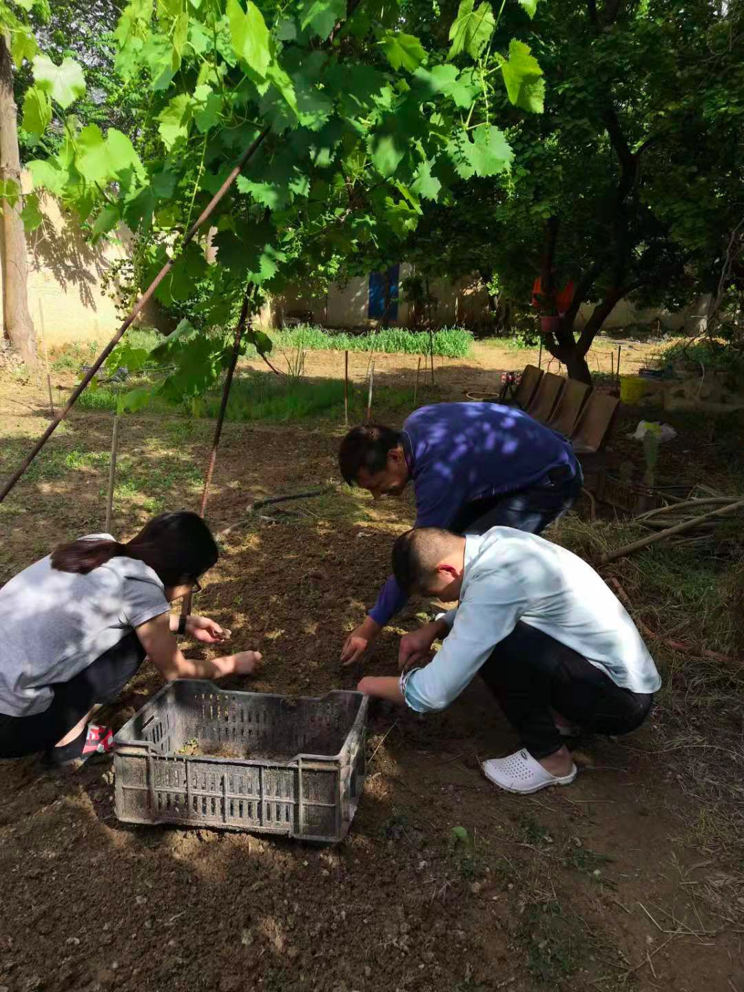 我们在非洲做手术，顺便还种了块菜地