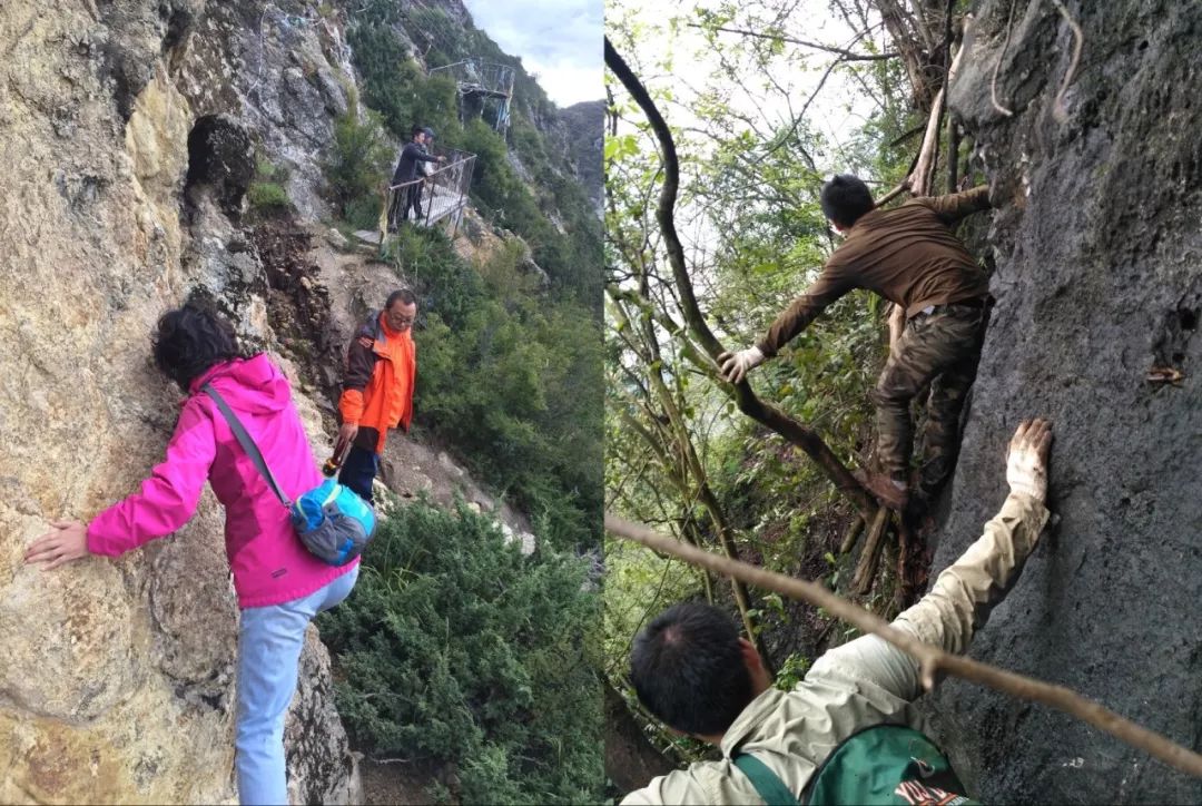 野生动物病毒，为何走向人类社会？