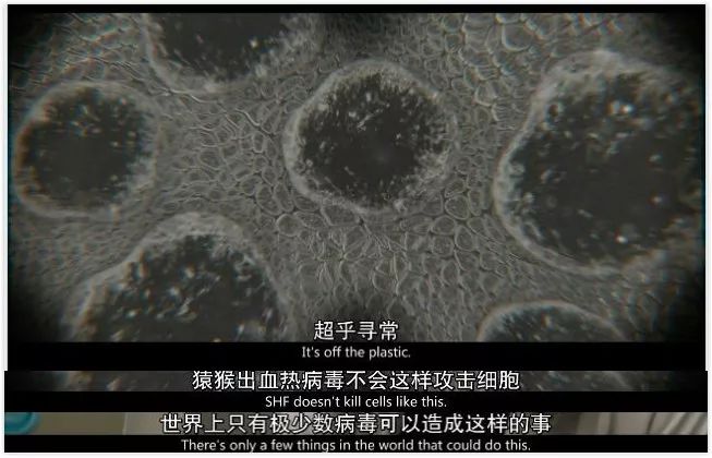 31 年前，一场差点爆发在美国的「埃博拉」