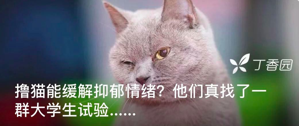 养狗可以降低死亡风险？那单身狗算不算……