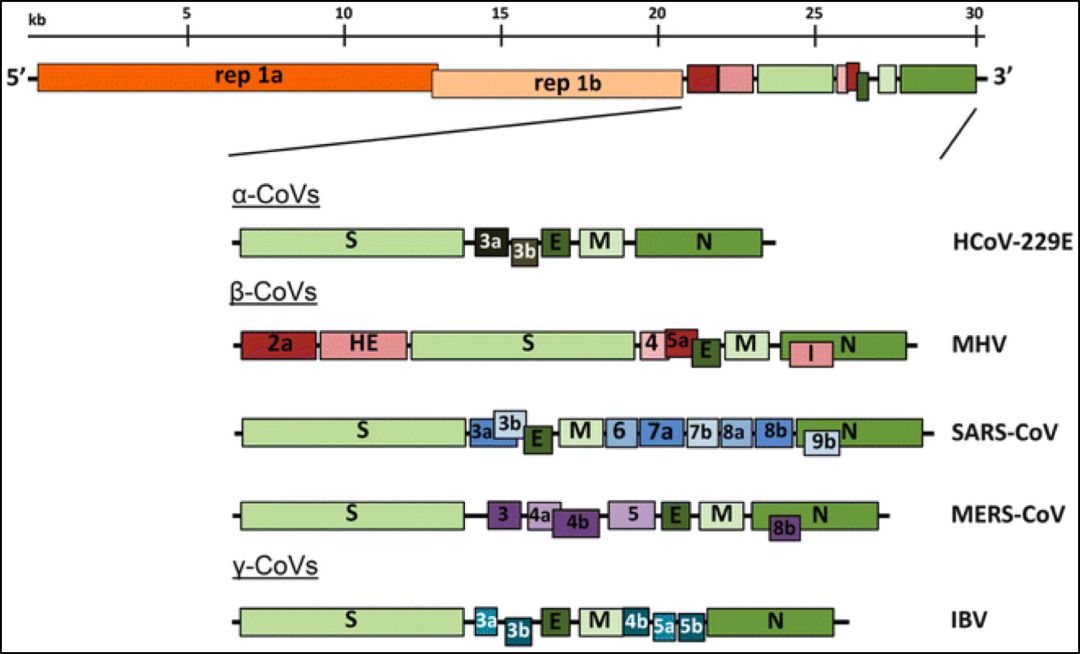 为什么不能说新型冠状病毒属于 sars 冠状病毒?